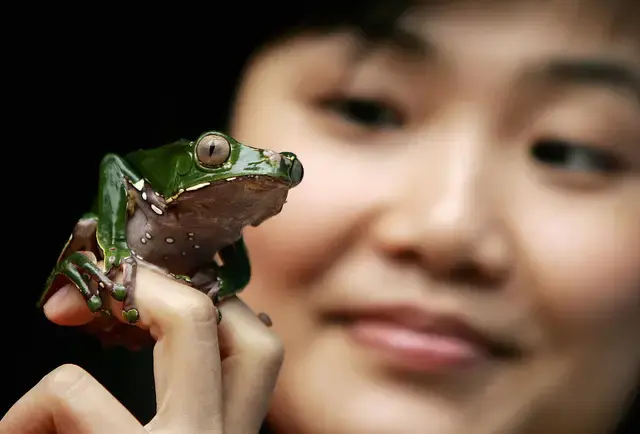 Some believe live frogs hold healing power, doctors disagree.