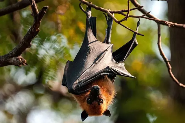 Nipah virus is transmitted to humans via bats.